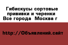 Гибискусы сортовые, прививки и черенки - Все города, Москва г.  »    